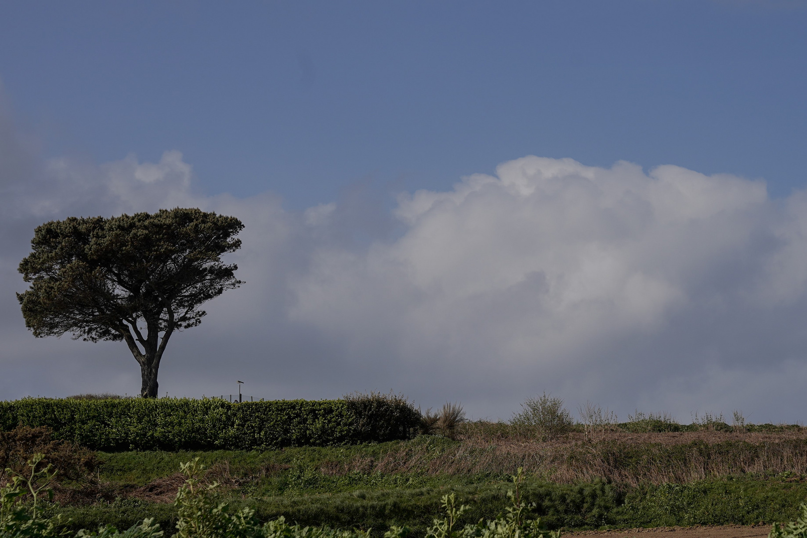 L'arbre et le nuage-1 (2)