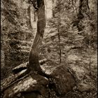 L’arbre et le rocher