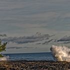 l'arbre et le souffleur 