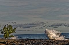 l'arbre et le souffleur 