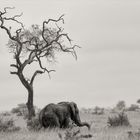 L'arbre et l'éléphant