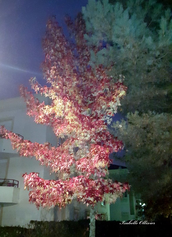 L'arbre et les couleurs