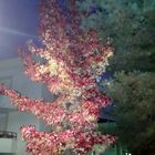 L'arbre et les couleurs
