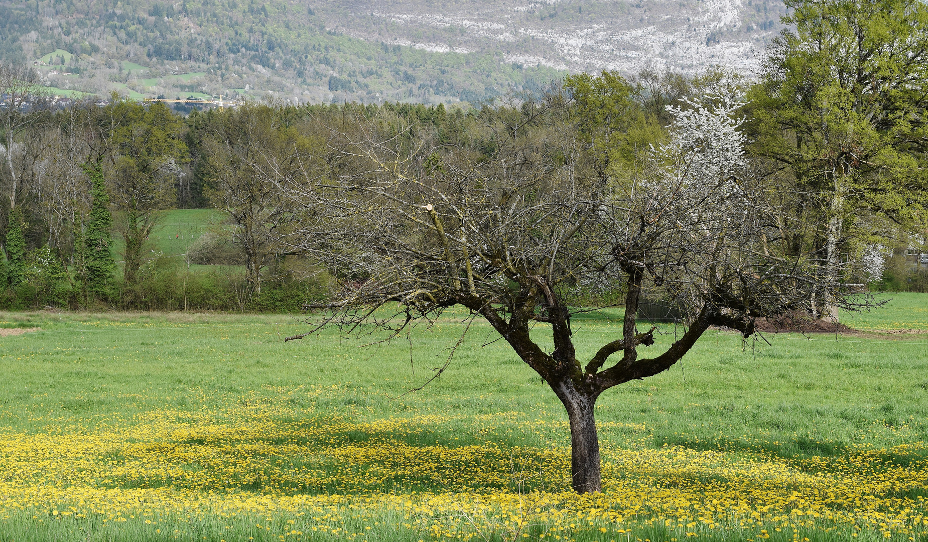 L'arbre et les pissenlits......