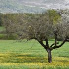 L'arbre et les pissenlits......