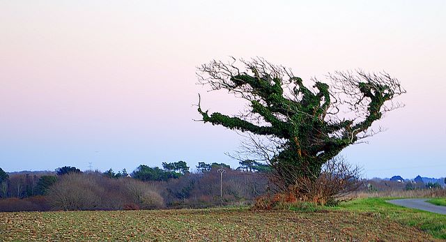 L'Arbre