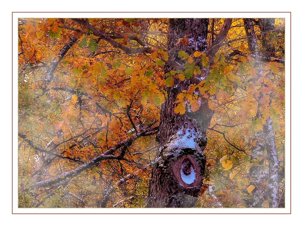 *l'arbre fatigué*