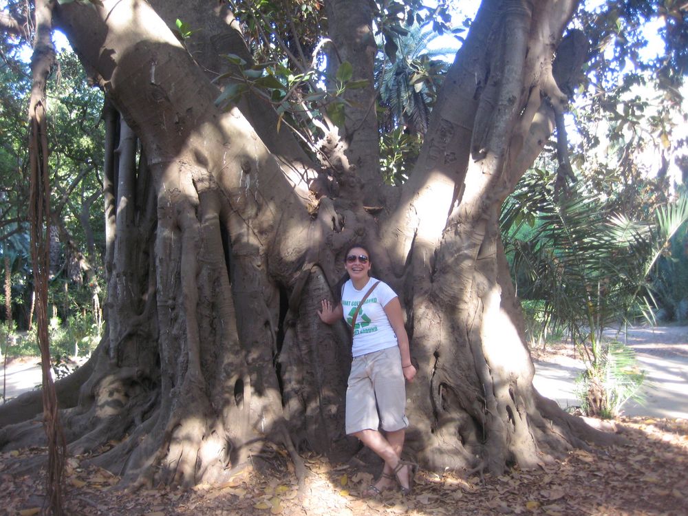 L'ARBRE GEANT von Laoufi 