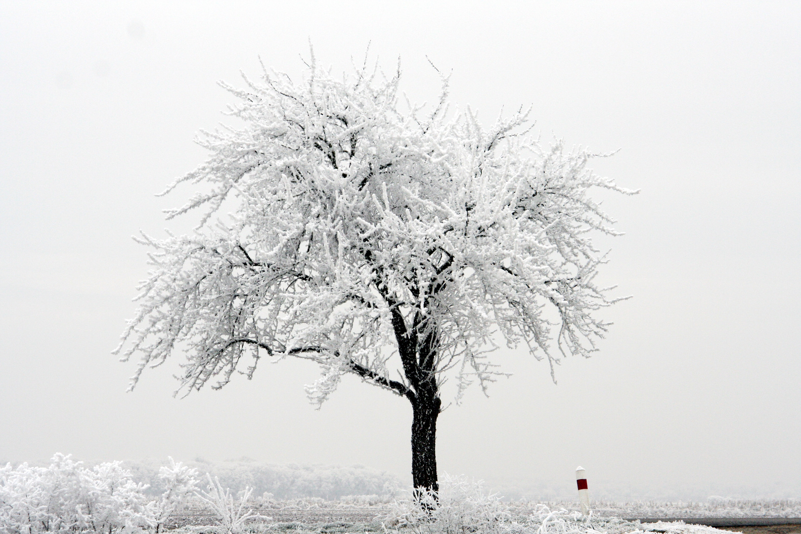 L'arbre gelé