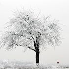 L'arbre gelé