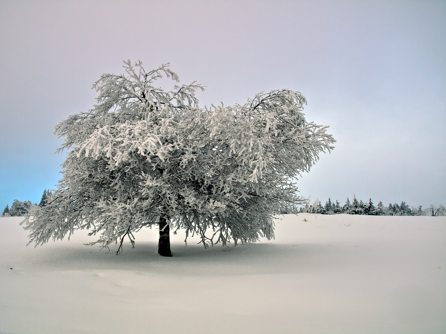 L'arbre hivernale - der winterliche Baum