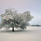 L'arbre hivernale - der winterliche Baum