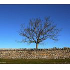 L'Arbre i el Mur - The Tree and the Wall