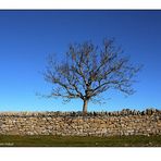 L'Arbre i el Mur - The Tree and the Wall