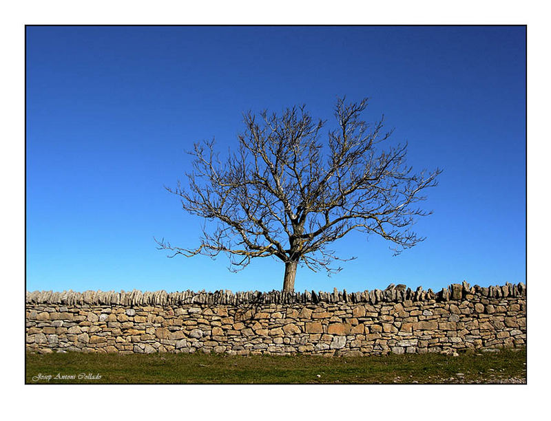 L'Arbre i el Mur - The Tree and the Wall