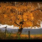 l'arbre jaune