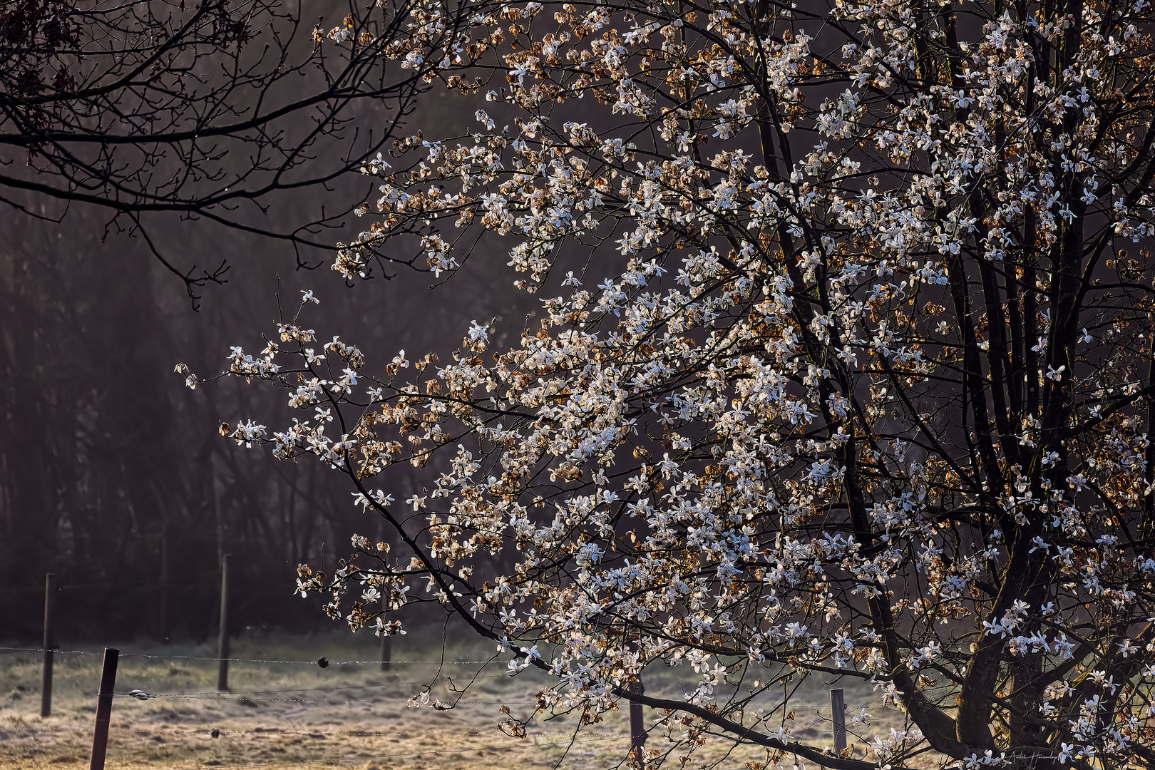 L'arbre, les fleurs et la lumière du matin