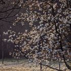 L'arbre, les fleurs et la lumière du matin