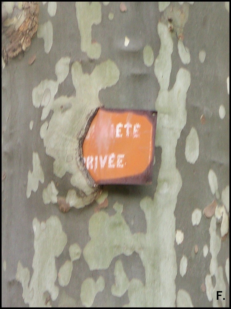 L'arbre mangeant un panneau.