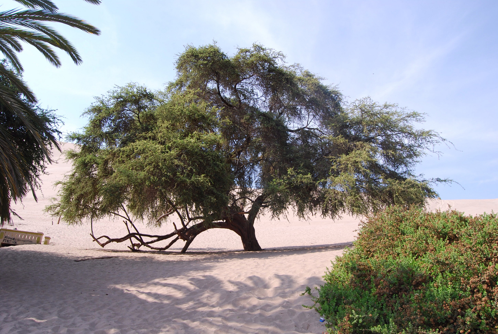 L'arbre ..Millénaire