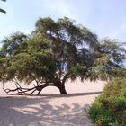 L'arbre ..Millénaire