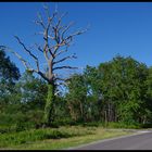 l'arbre mort