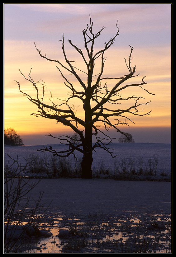 L'Arbre Mort