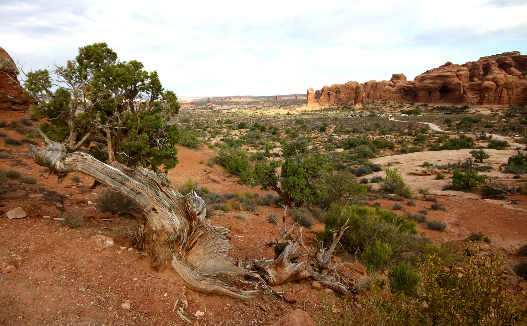 " L'arbre mort "