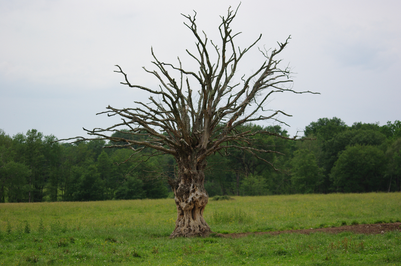 l'arbre mort