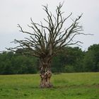 l'arbre mort