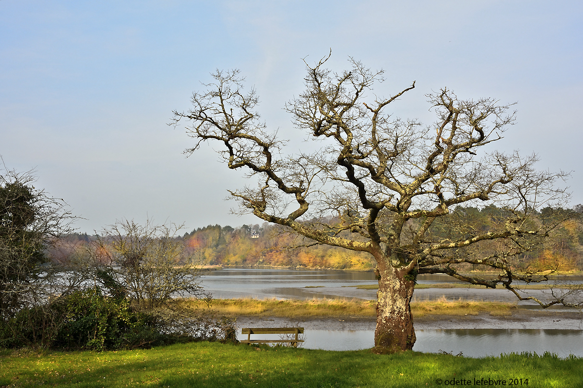 L'arbre mort