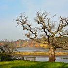 L'arbre mort