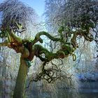 L'arbre mystérieux