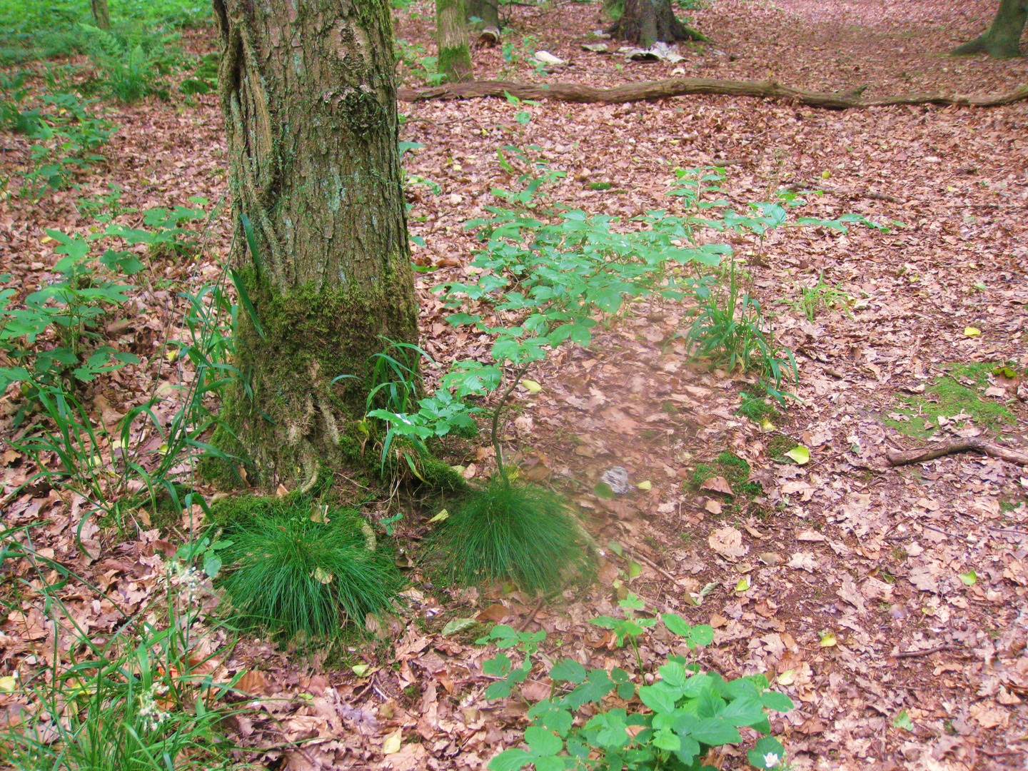 l'arbre pantouflard