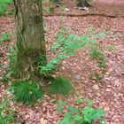 l'arbre pantouflard