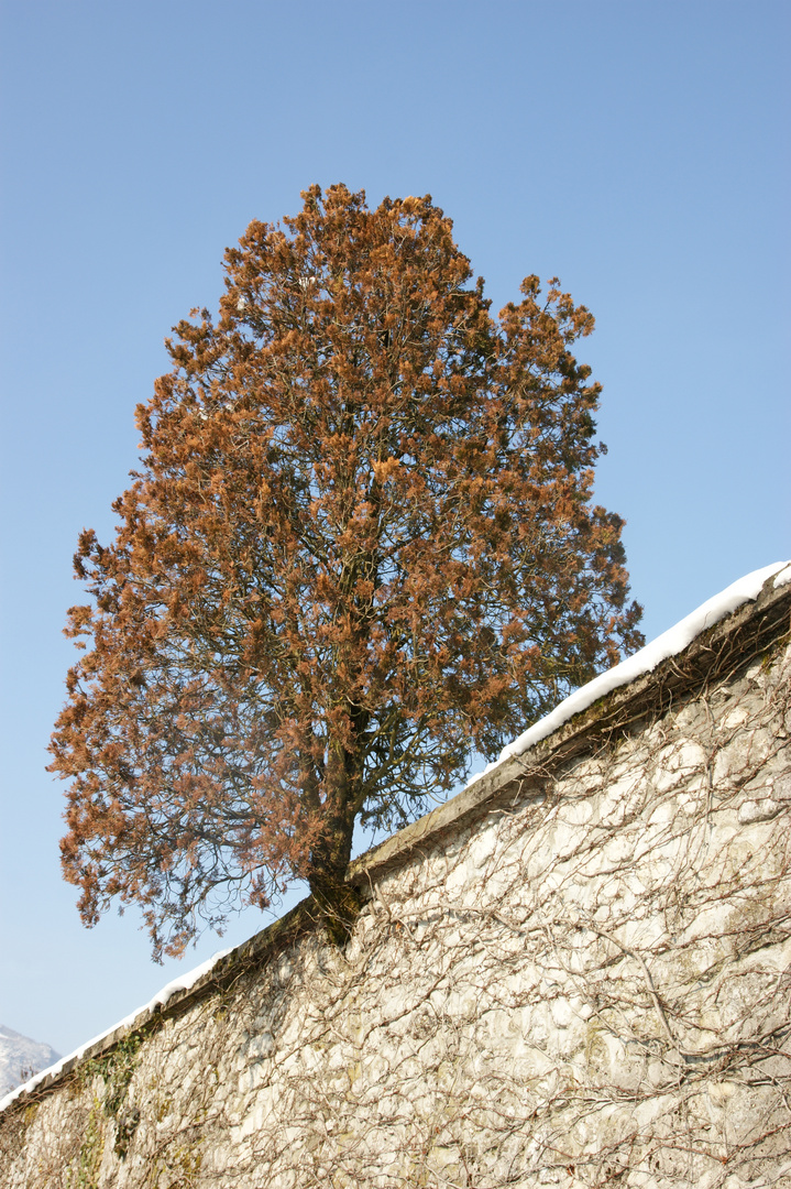 L'arbre passe muraille.