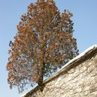 L'arbre passe muraille.