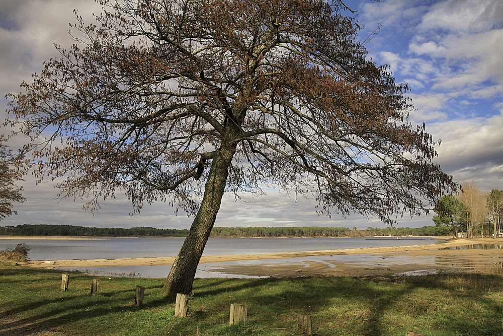 l'arbre penché !