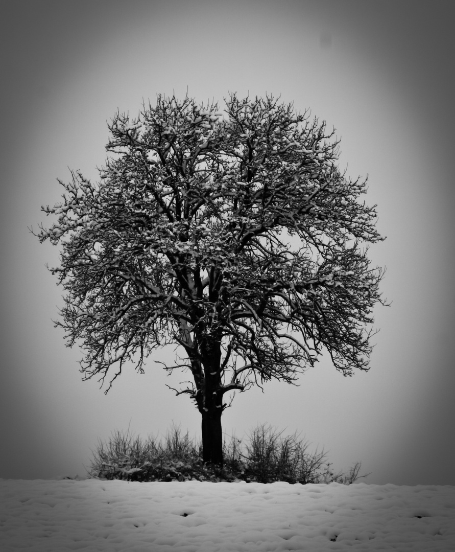 L'arbre perdu