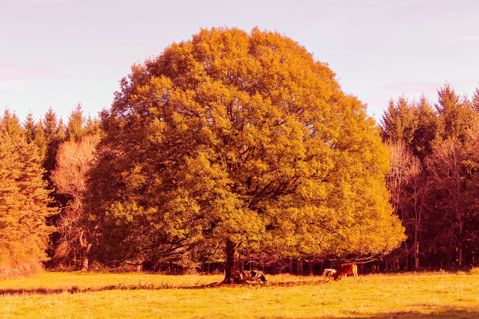 L'arbre protecteur