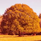 L'arbre protecteur