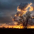 L'Arbre qui aimait la Lumière