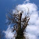 l'arbre qui attend la mort