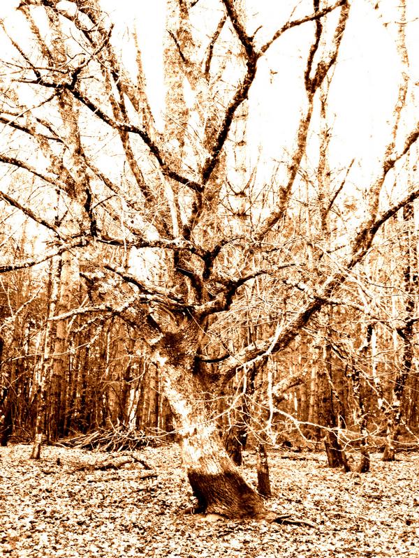 L'arbre qui cache la foret