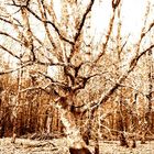 L'arbre qui cache la foret