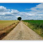 L'arbre qui fait l'arbitre