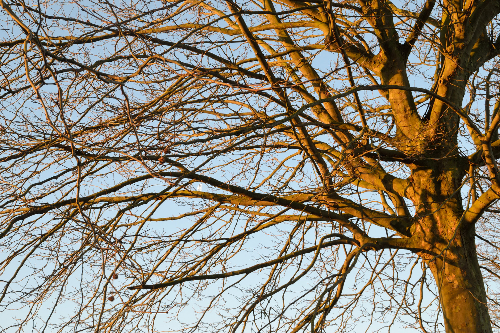 L'arbre qui lève ses branches vers le soleil pour s'y chauffer