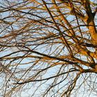 L'arbre qui lève ses branches vers le soleil pour s'y chauffer