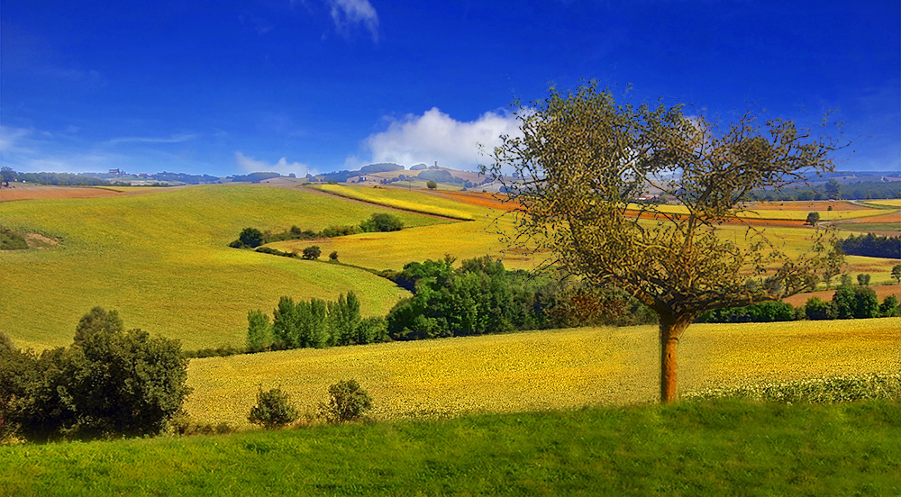 L'arbre qui ne cache pas la campagne