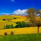 L'arbre qui ne cache pas la campagne